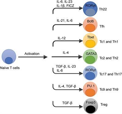 T Cell Subsets in Graft Versus Host Disease and Graft Versus Tumor